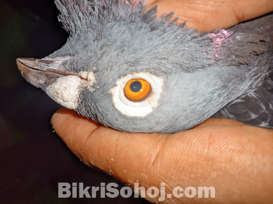 মাক্সি হুমা রানিং নর